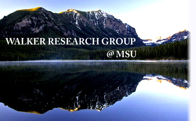 Walker Research Group at MSU